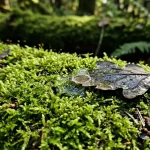 jak-funguje-vymena-zemniho-plynu.webp.webp